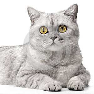 Portrait British cat up front view, looking at camera with orange eyes, isolated on white background.