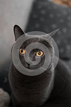 portrait of a British gray cat, close-up, space copy