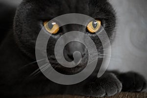 portrait of a British gray cat, close-up, space copy