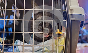 Portrait of British gray cat inside cage