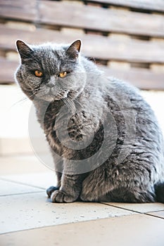 Portrait of british grey cat