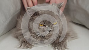 Portrait of an British longhaired cat being stroked by a man's hands