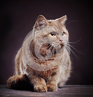Portrait of british short hair cat