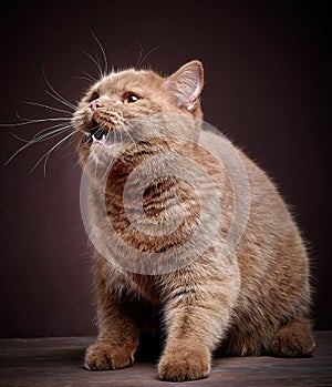 Portrait of british short hair cat