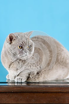 Portrait british short hair cat with orange eyes on blue background.