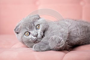 portrait of British short-haired eared grey cat sitting on a pink couch and looking at camera. kitten with bright eyes