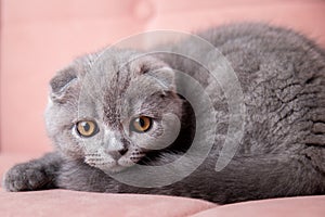 portrait of British short-haired eared grey cat sitting on a pink couch and looking at camera. kitten with bright eyes