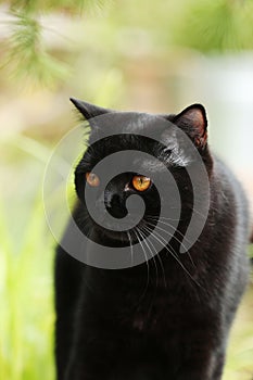 Portrait of a British Shorthair black cat