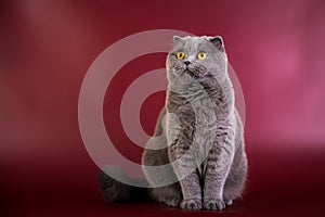 Portrait of British shorthair blue grey cat with bright orange eyes on red marsala background, front view
