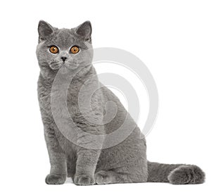 Portrait of British Shorthair cat