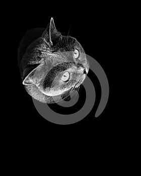 Portrait of British shorthair cat isolated on black background