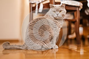 Portrait of British Shorthair cat sits on a home background