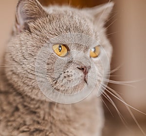 Portrait of British Shorthair cat with yellow eyes sits on a home background