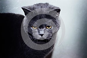 Portrait of British shorthair grey cat with big wide face on Isolated Black background,