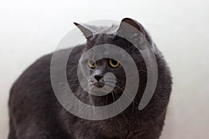 Portrait of British shorthair grey cat with big wide face on Isolated Black background,
