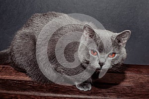 Portrait of British shorthair grey cat with big wide face on Isolated Black background, front view