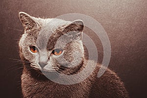 Portrait of British shorthair grey cat with big wide face on Isolated Black background, front view