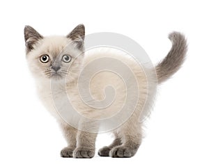 Portrait of British Shorthair Kitten