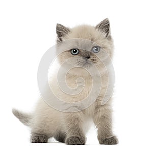 Portrait of British Shorthair Kitten