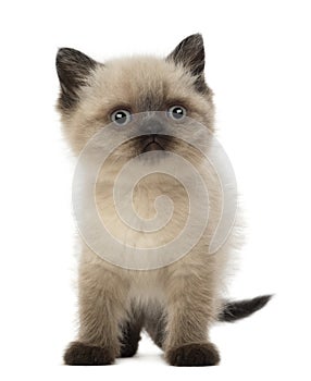 Portrait of British Shorthair Kitten