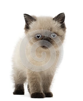 Portrait of British Shorthair Kitten