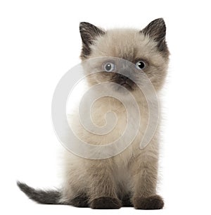 Portrait of British Shorthair Kitten