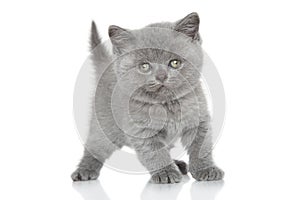 Portrait of British shorthair kitten