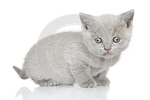 Portrait of British shorthair kitten