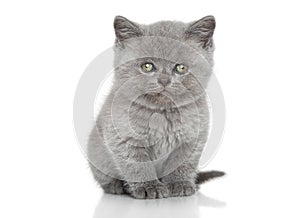 Portrait of British shorthair kitten