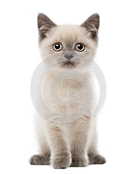 Portrait of British Shorthair Kitten sitting