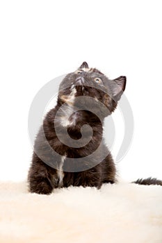 Portrait of British Shorthair Kitten sitting, 8 weeks old,