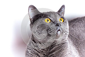 Portrait of a british smooth-haired blue cat close-up