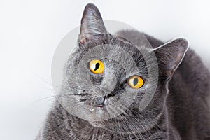 Portrait of a british smooth-haired blue cat close-up