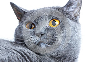 Portrait of a british smooth-haired blue cat close-up