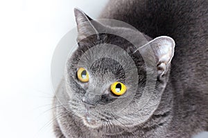 Portrait of a british smooth-haired blue cat close-up