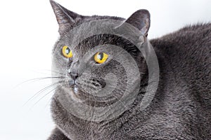 Portrait of a british smooth-haired blue cat close-up