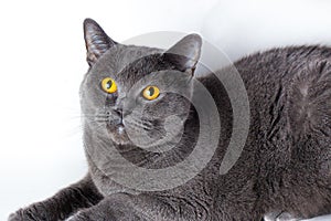 Portrait of a british smooth-haired blue cat close-up