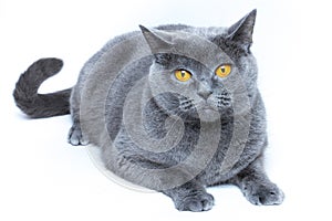 Portrait of a british smooth-haired blue cat close-up