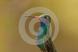 Portrait of a Broadbilled hummingbird