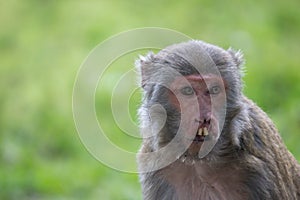 Portrait of a Broken lip Monkey