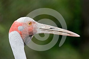 Portrait of Brolga bird