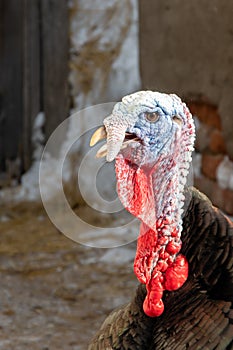 Portrait of a bronze turkey on a background of village buildings. Thanksgiving Bird Growing