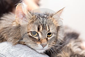 A portrait of a brooding breedless cat with his eyes open rests on a pillow.