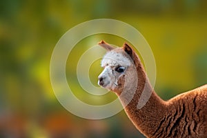 Portrait of a brown alpaca