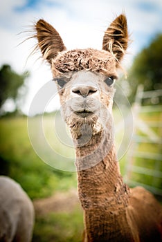 Portrait of a brown alpaca