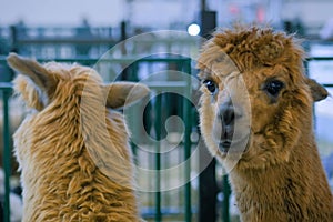 Portrait of brown alpaca at agricultural animal exhibition- close up view