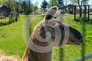 Portrait of a brown alpaca behind bars