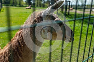 Portrait of a brown alpaca behind bars