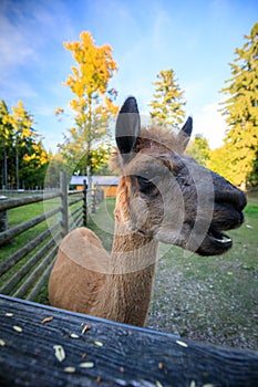 Portrait of an brown Alpaca on a farm