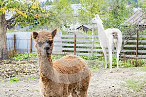 Portrait of a brown Alpaca on a farm.